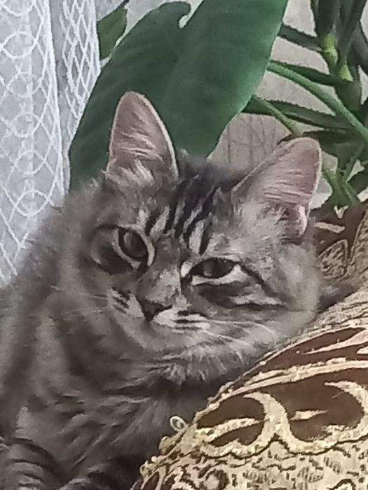 Отдам котят в хорошие руки