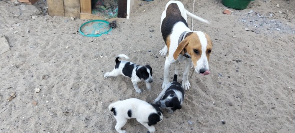 Продам 2 щенка, гончар