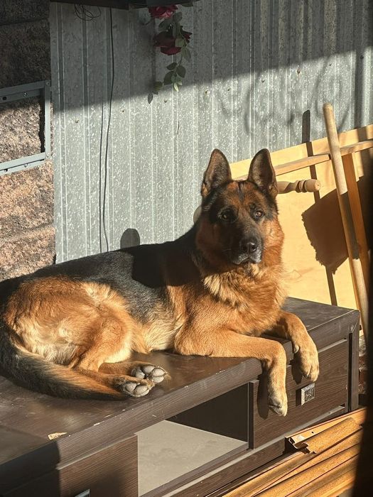 Вязка собака немецкая