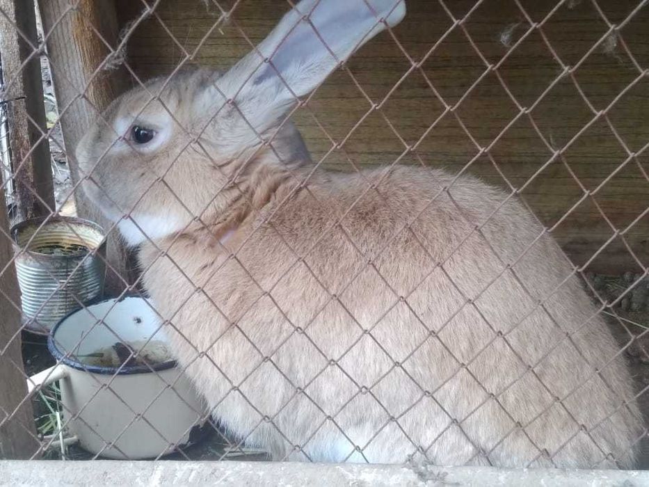 Продам кроликов, молодняк и взрослые