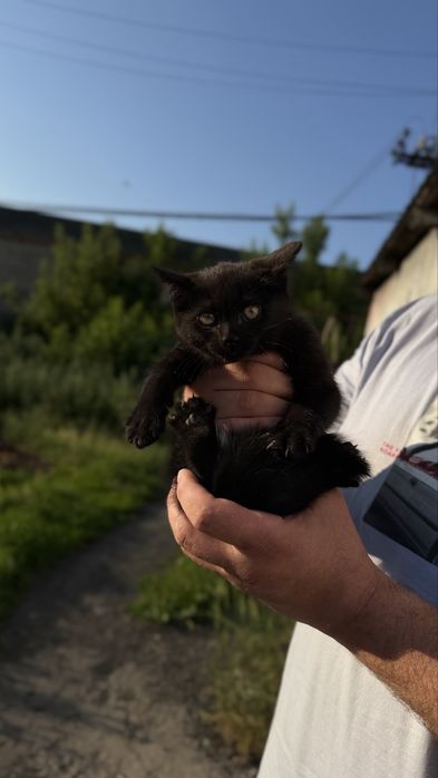 Отдам котят  в хорошие руки