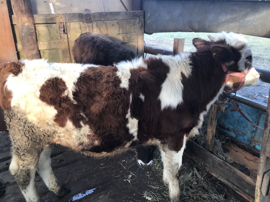 Продам трех бычков хороших