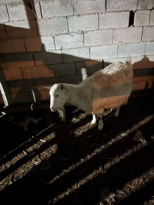 Продам козу дойную