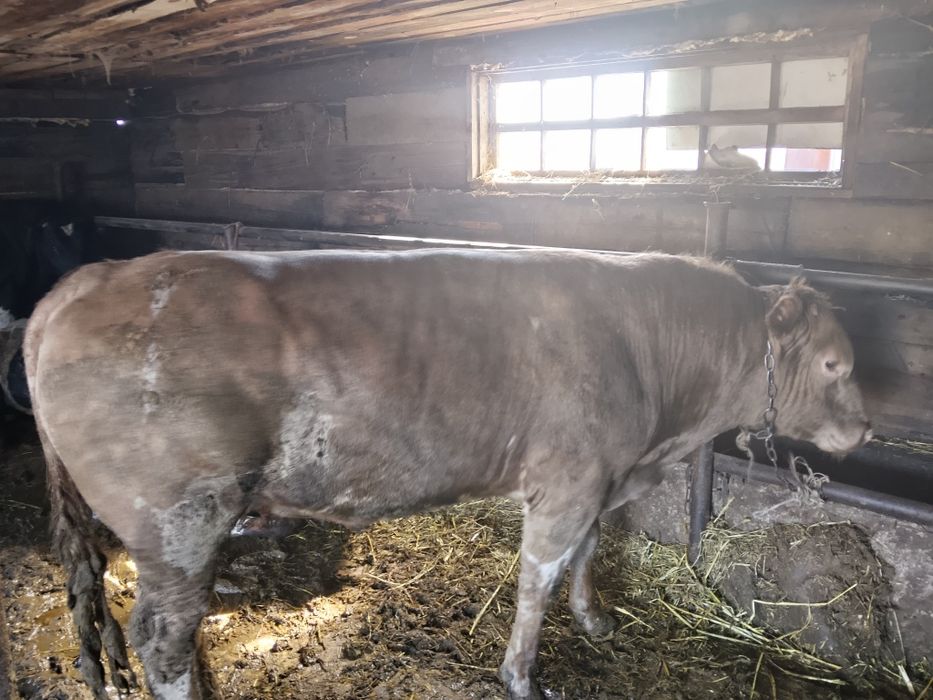 Продам бычков, выращенных на откорме