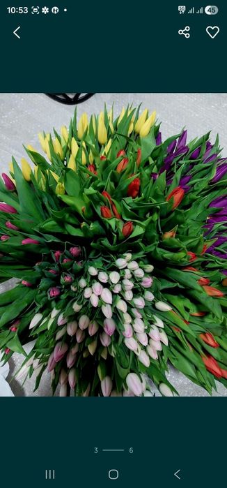 Тюльпаны 360тг оптом