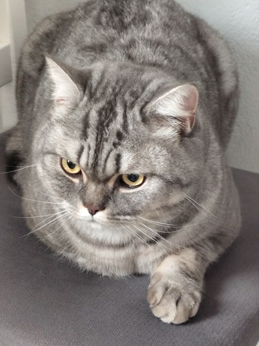 Кот шотландец 2 года