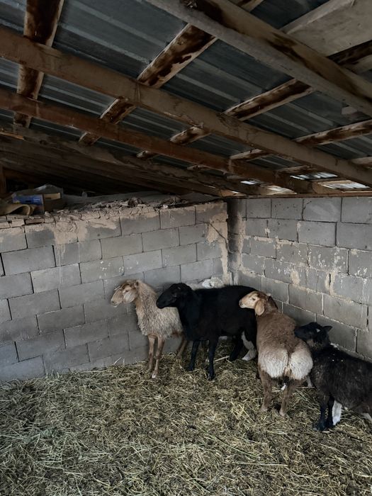 Продам племенного Барана