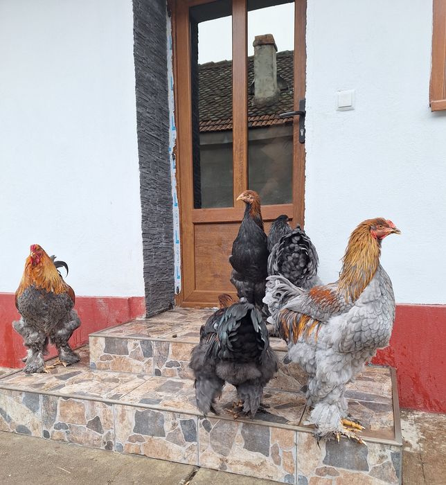 Cocoși Brahma  tineri