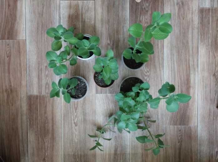 Комнатные домашние цветы