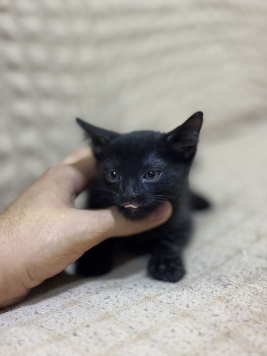 Котенок отдам даром