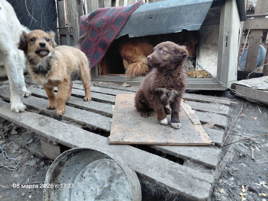 Отдам щенков, 5 мес