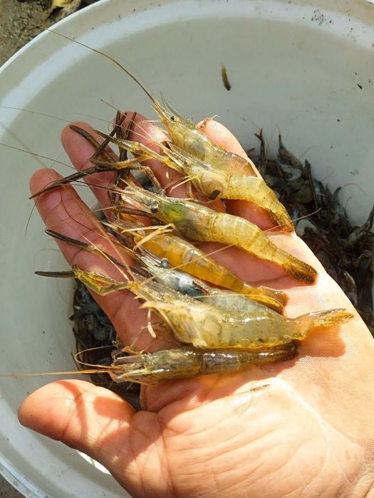 Маринка ишкибозлари,Сазан ишкибозлари