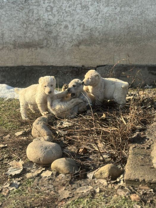 Тобет САО шенки продается