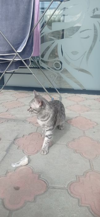 Отдам в хорошие руки
