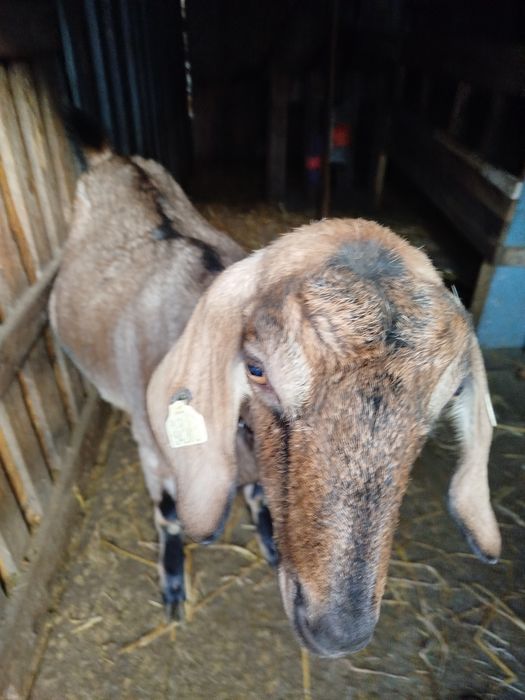 Țap anglonubian;capra anglonubiana : 1 iada