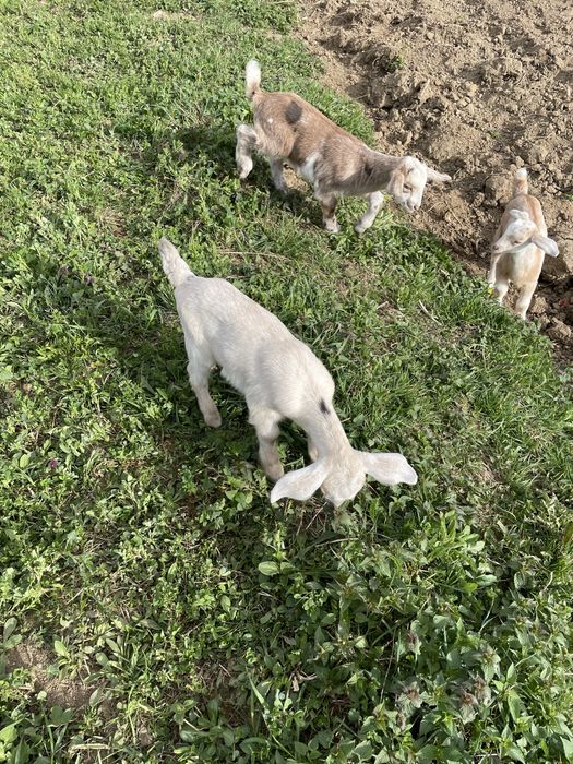 Capre cu iezi langa ele disponibile sanne si carpatine