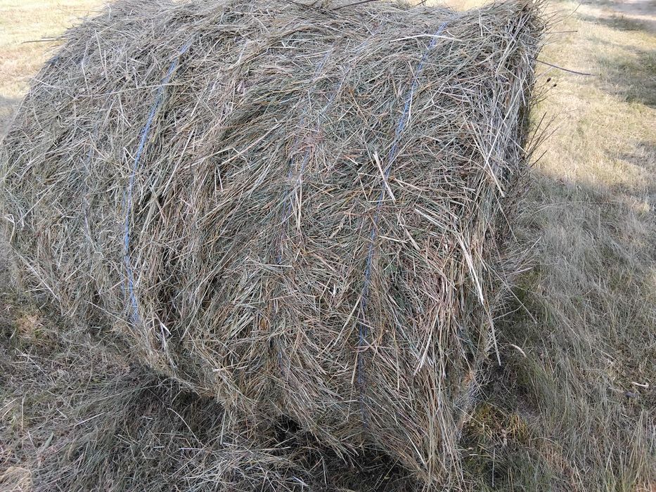 Baloti de fan rotunzi