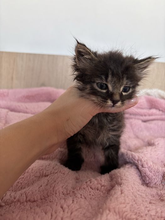 Отдам маленьких котят