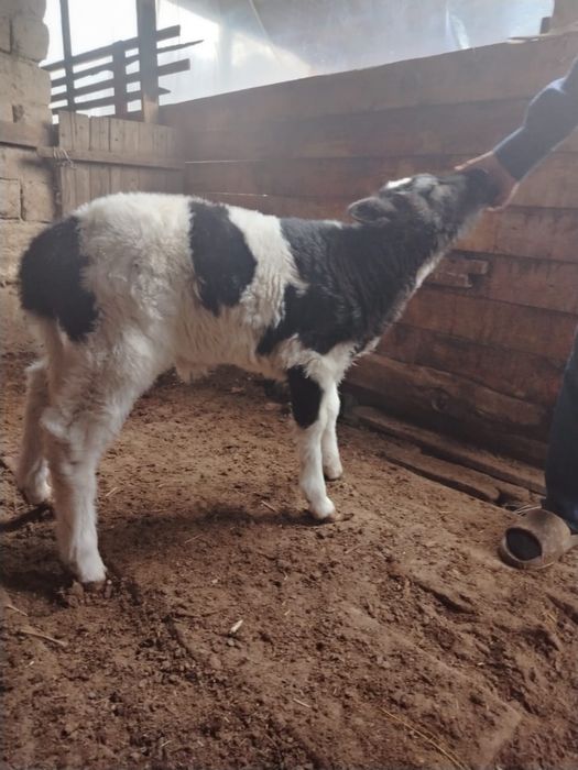 Бұзау 20 күндік