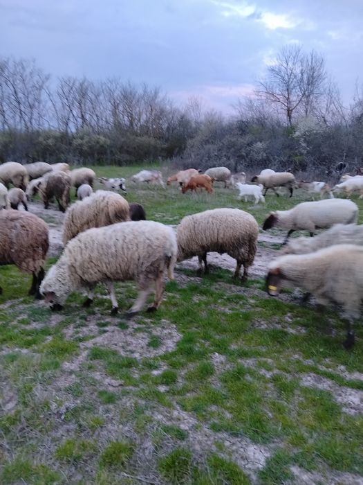 Vând Oi și miei și Berbec și Capre și iezi și țap