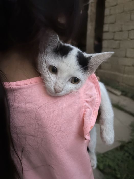 котенок, отдам в добрые руки