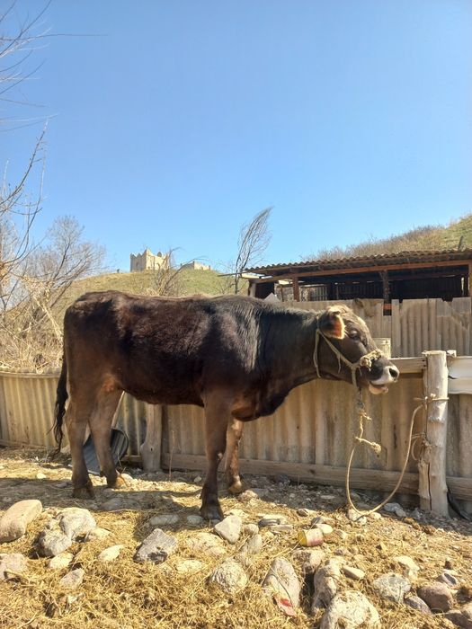 Сиыр сатылады (Алатау-Швед)