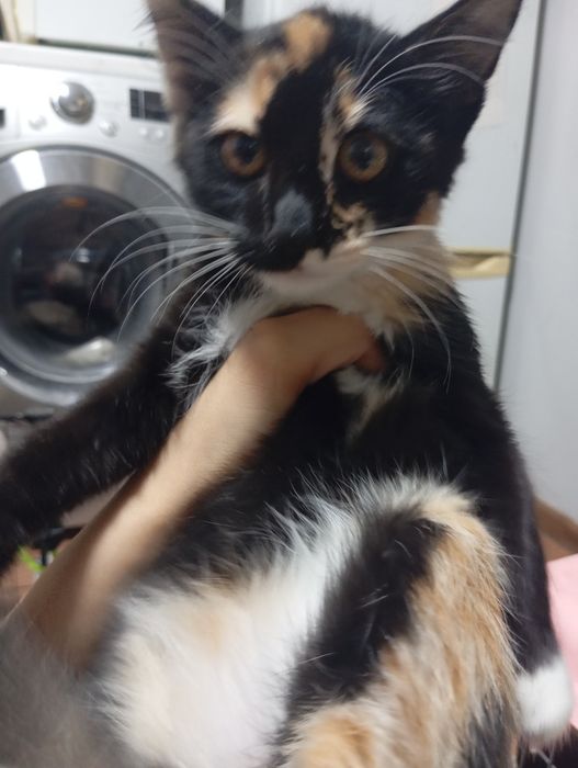 Отдам котят в хорошие руки