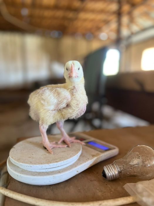 Бройлер балапандары кобб-500
