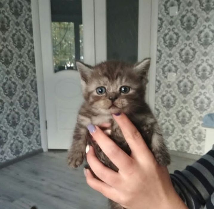 Британский короткошерстный котенок