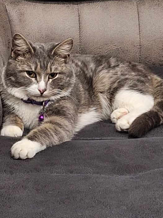 Вязка Скотиш страйт