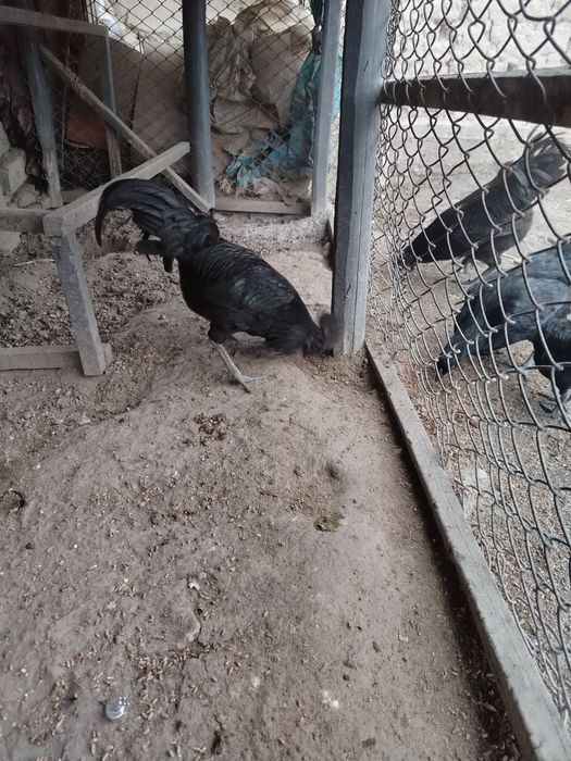 Ухайли хороз зот олишга зур, 150000 минг