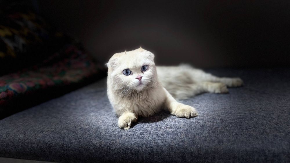 Scottish Fold zoti