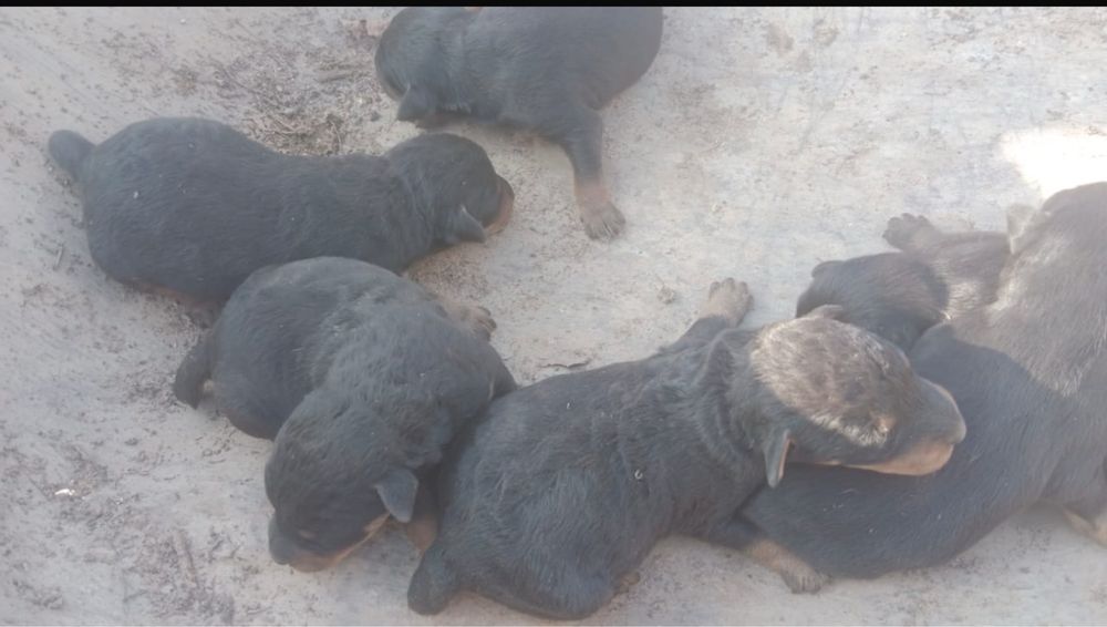 Продам щенков ягдтерьера