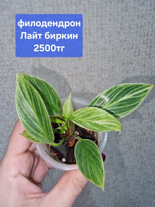 Продам комнатные растения