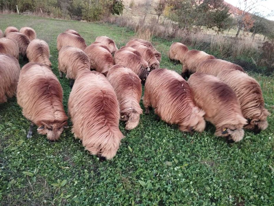 Ofer spre vânzare 18 oi țurcane