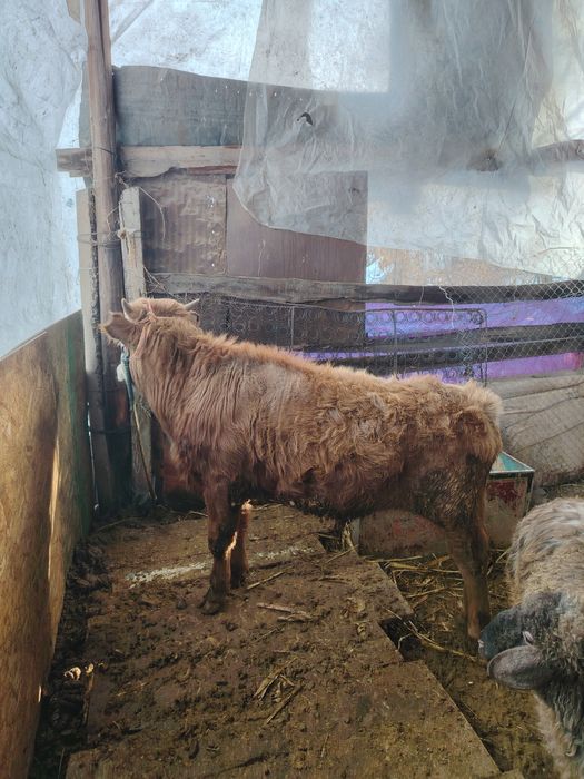 Бұқа сатылады 420000