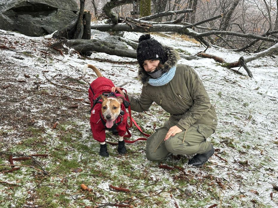 Разхождане на кучета
