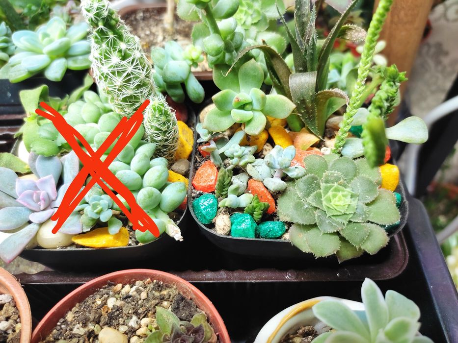 Мини садики из суккулентов