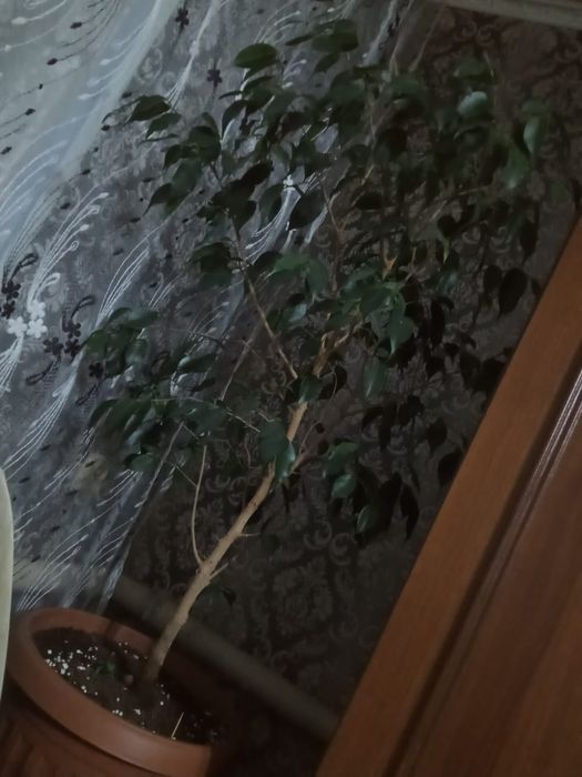 Фикус Бенджамина