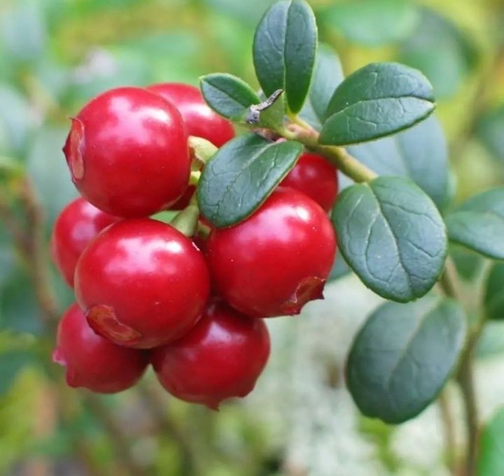 Arbuști Fructiferi (Merișor)