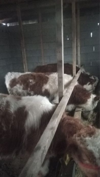 Жас бұқа, қой, тоқты