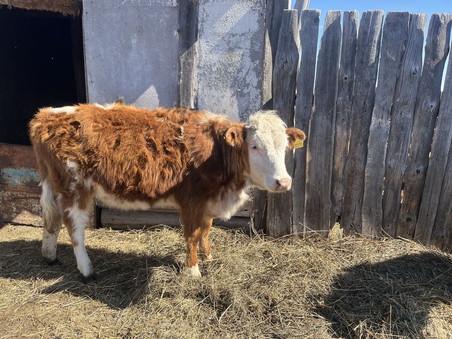 Продам бычков и тёлок