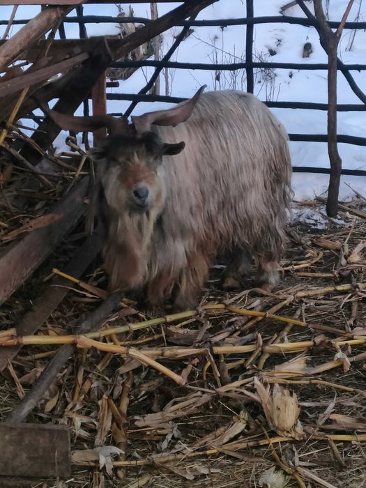 Vând țap carpatin vârstă 4 ani