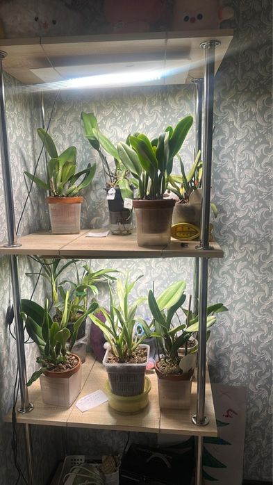 Продаю цветы  архидей