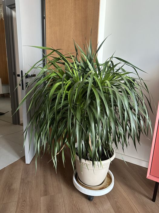 Драцена, 120см, 8 ствольная