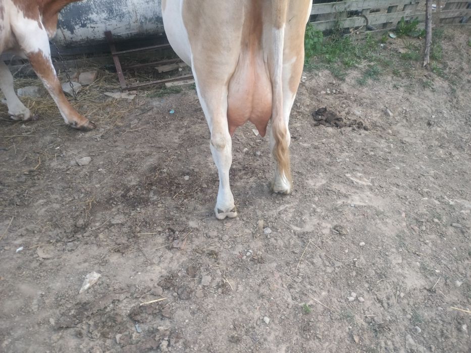 Vaca cea roșie este cu lapte,galbenă cu vițel