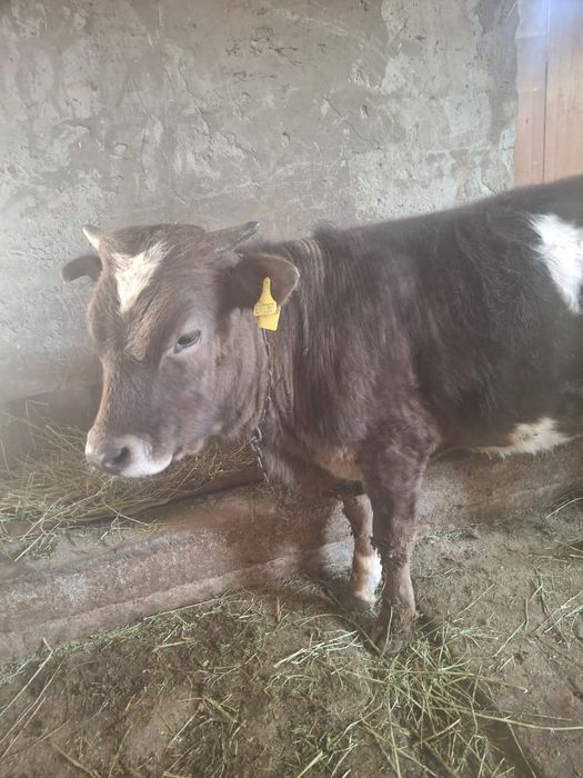 Продается бычок отличный патсос