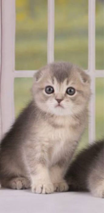 Шотландская кошка