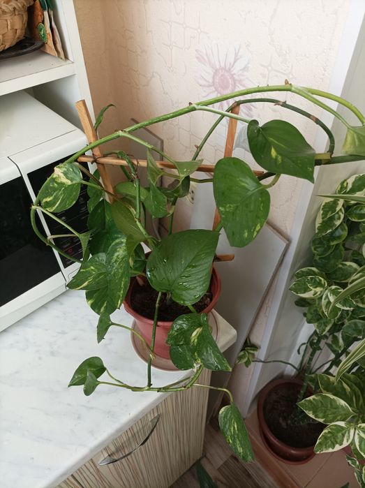 Цветок сциндапсус комнатный