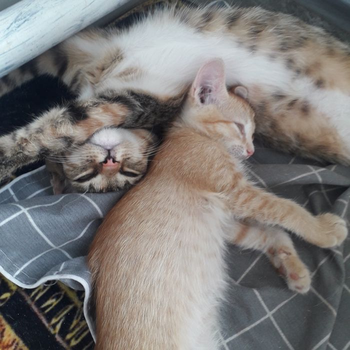 Котята 1,5 мес и 4 мес кошечки